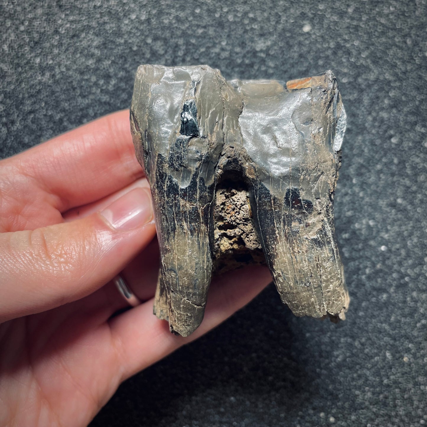 F1560 | Rinoceronte lanoso | Coelodonta sp.