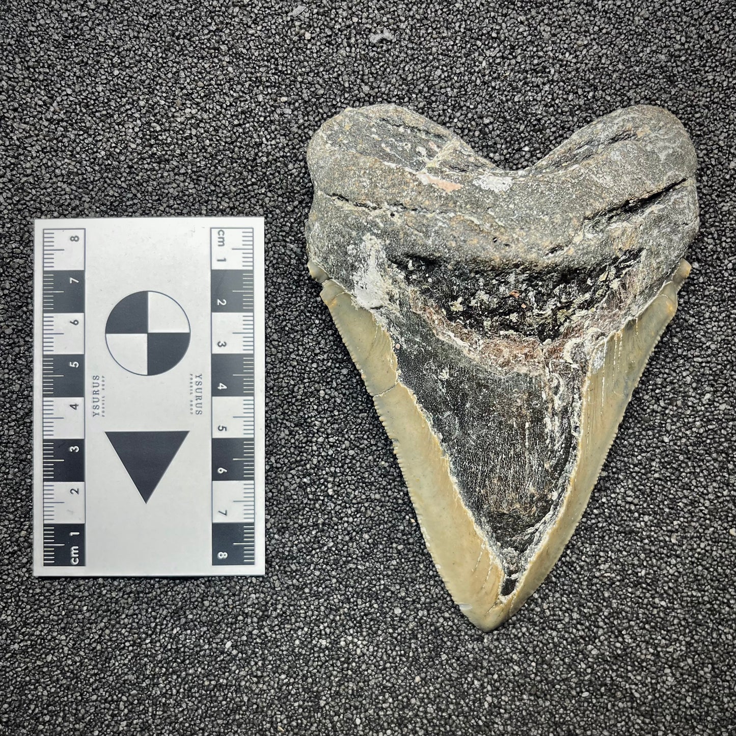 F2929 | Squalo | Otodus megalodon