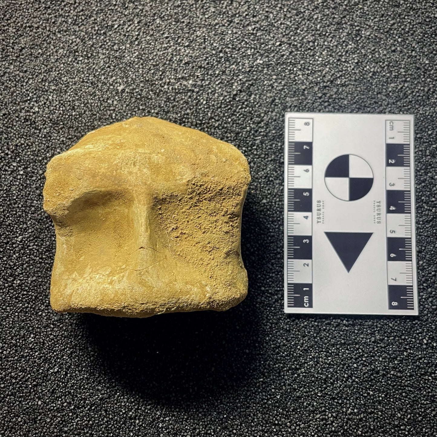 F2149 | Dinosauro | Spinosaurus aegyptiacus