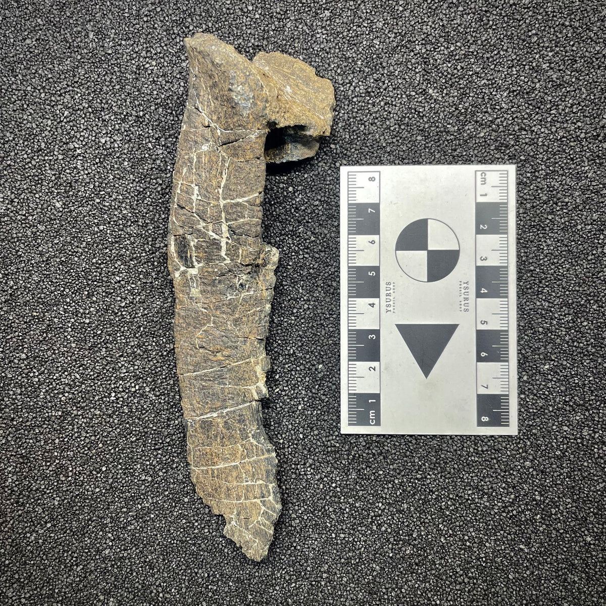 F3061 | RARO | Dinosauro | Allosaurus sp.