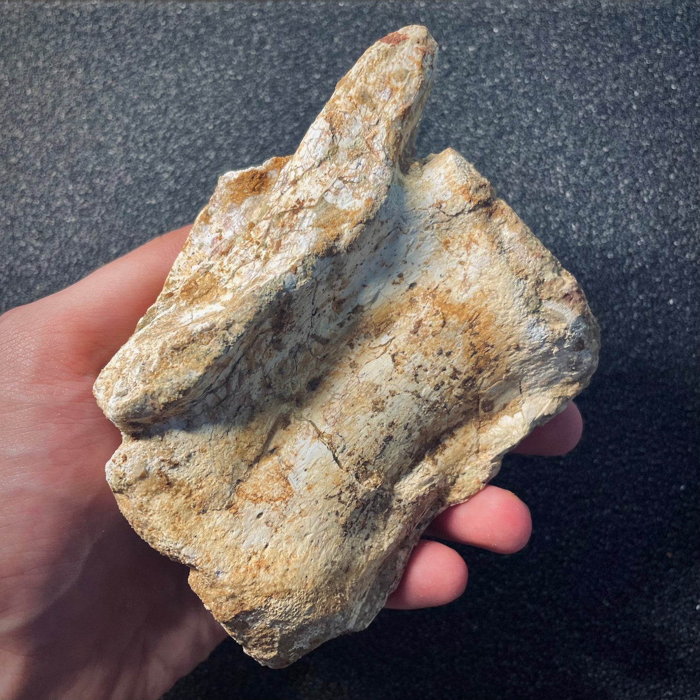F1939 | RARO | Dinosauro | Carcharodontosaurus saharicus