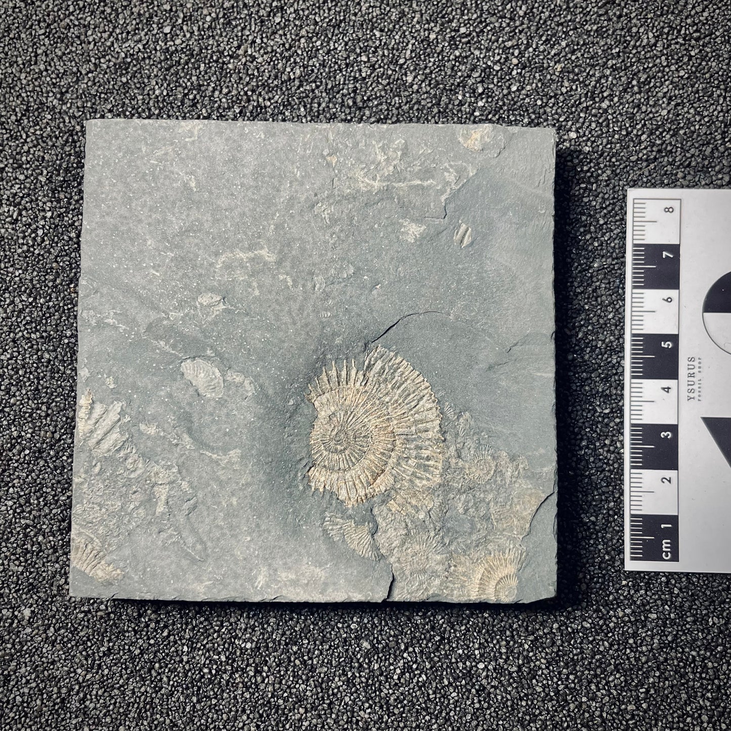FNP19 | Fossile da preparare | Ammonite | Dactylioceras commune