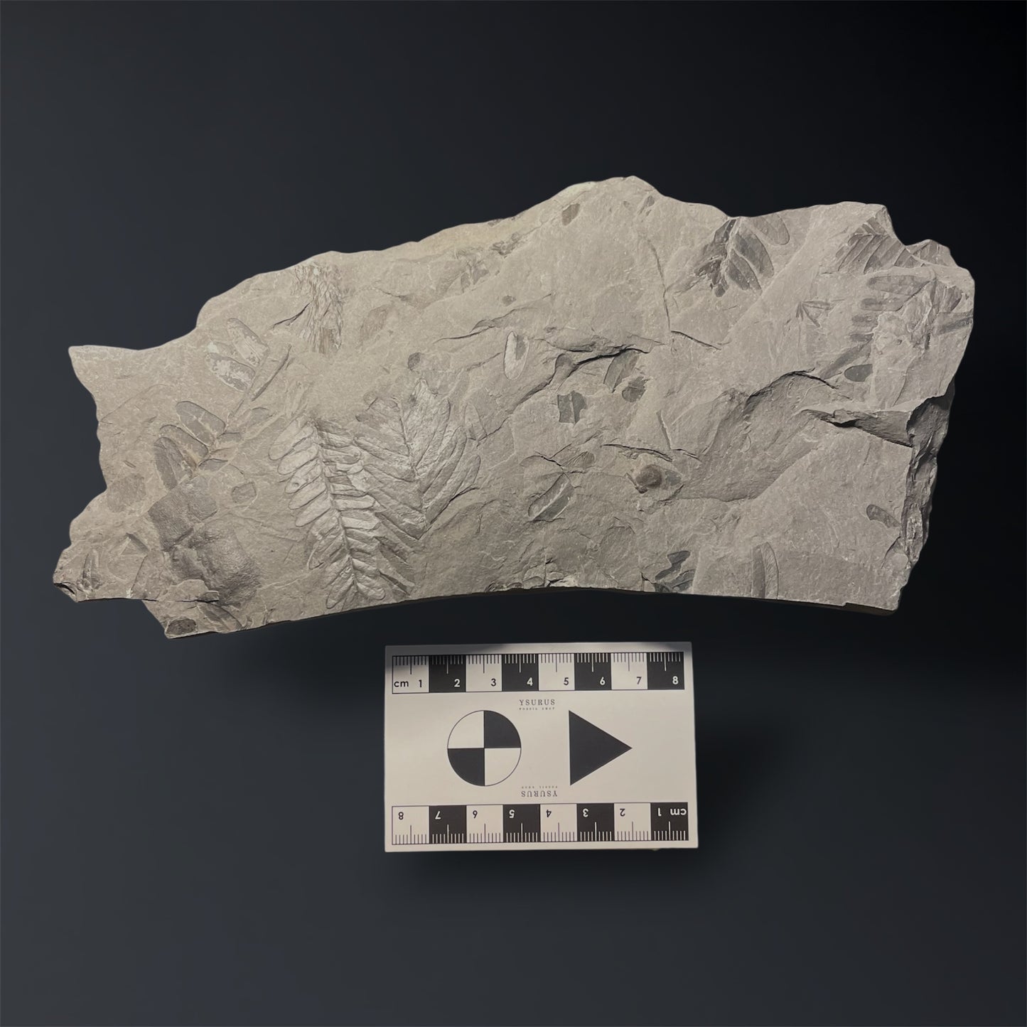 F2479 | Pianta | Neuropteris sp.