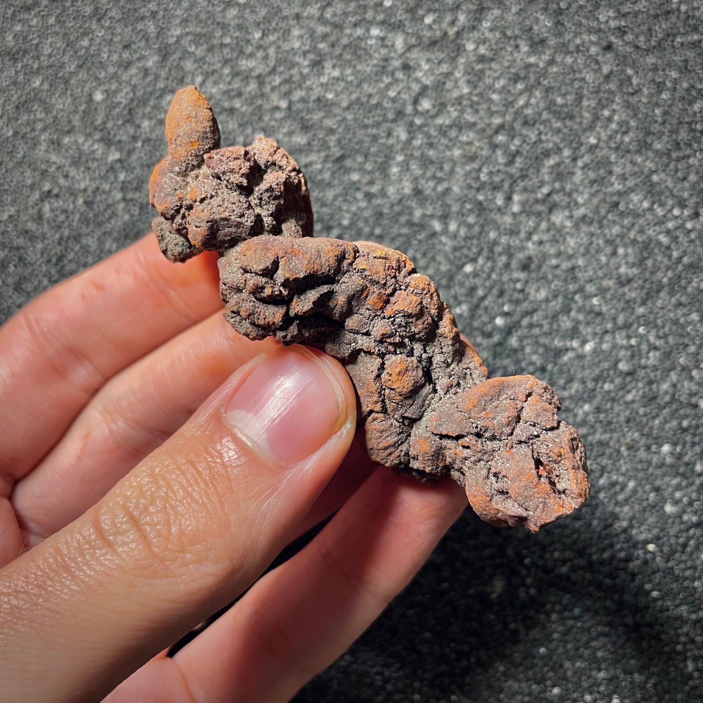 F2069 | Coprolite - Cololite | Testuggine