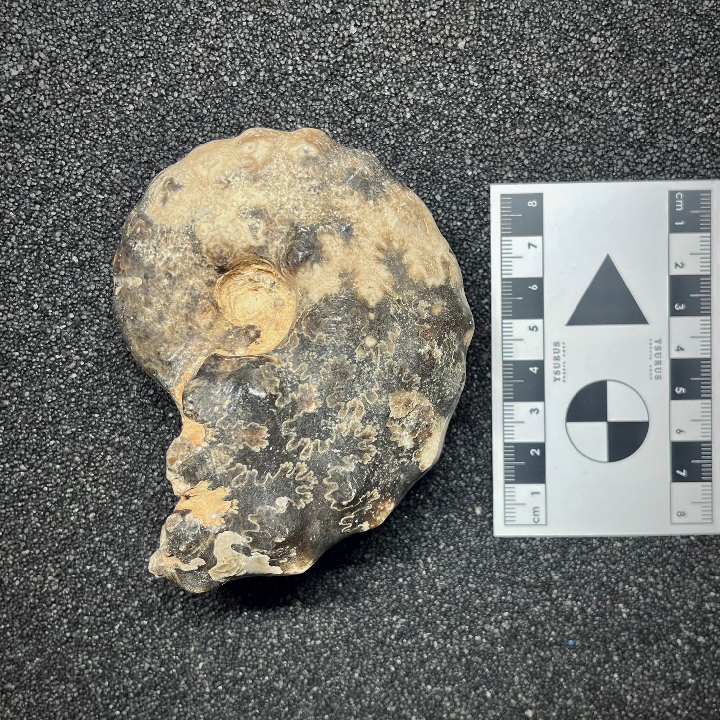 F2913 | Ammonite | Mammites nodosoides