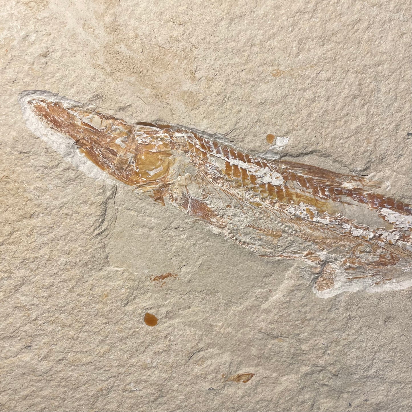 F2060 | Pesce | Prionolepis cataphractus