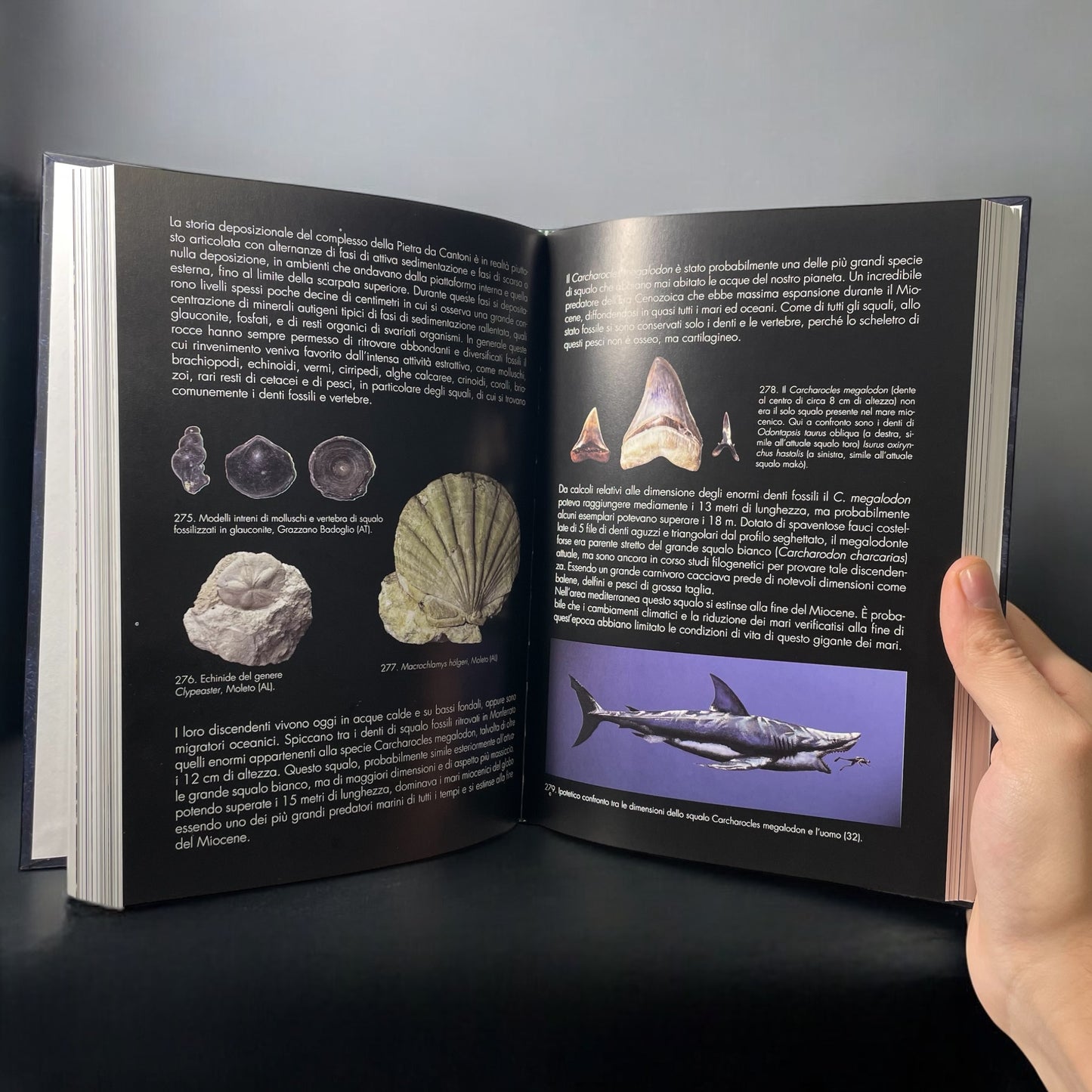 LP8 | Libro | La formazione di un territorio - Storia geo-paleontologica dell’Astigiano