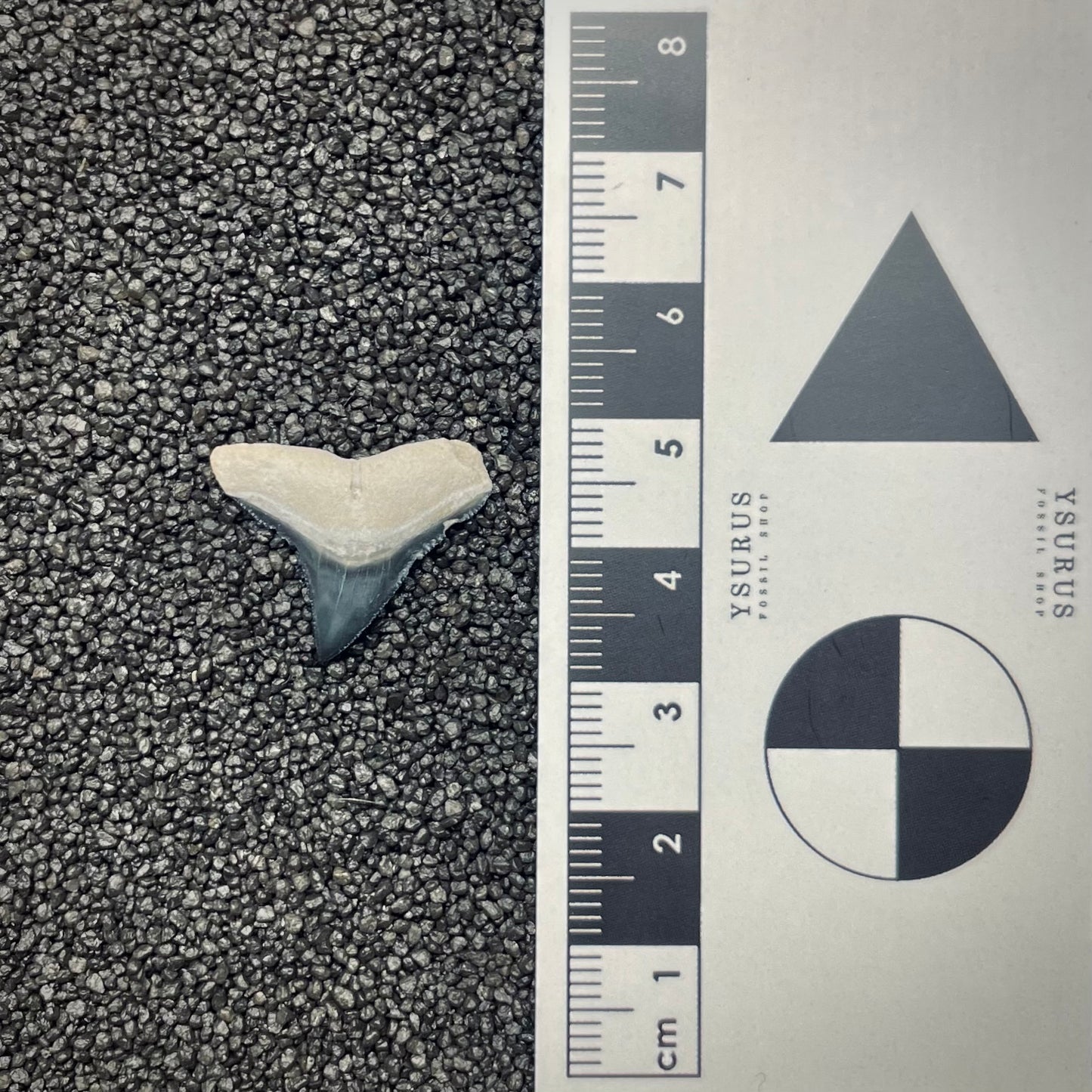 F2647 | Squalo | Carcharhinus sp.
