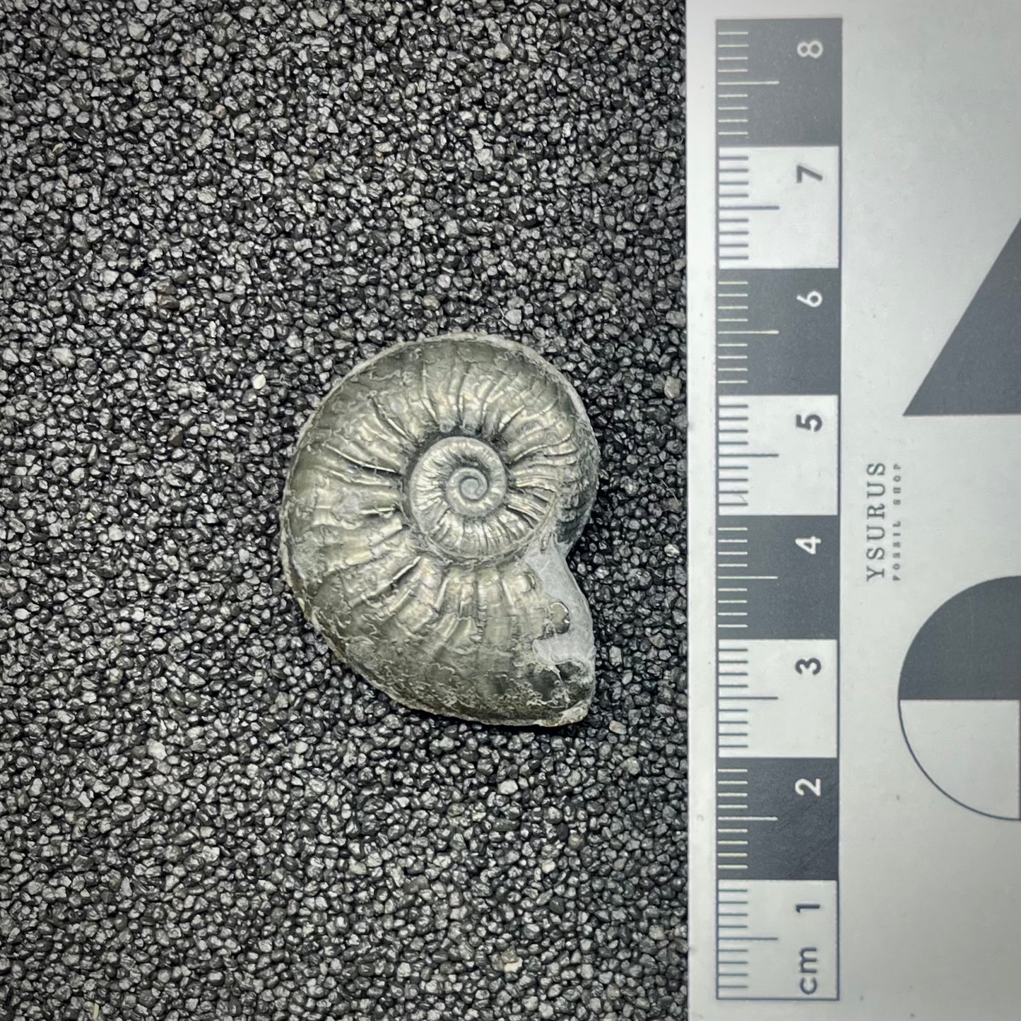 F2878 | Ammonite | Graphoceratidae indet.