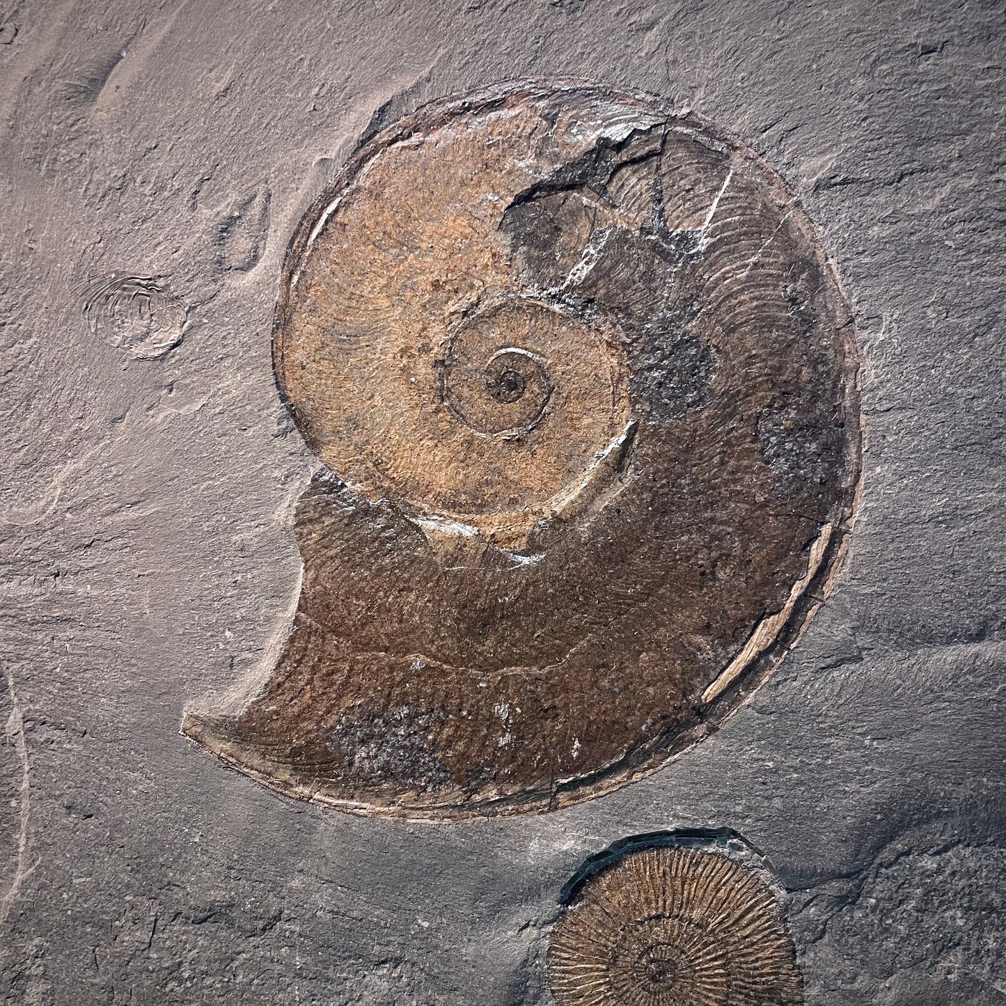 F1975 | Ammonite | Dactylioceras commune & Harpoceras falcifer