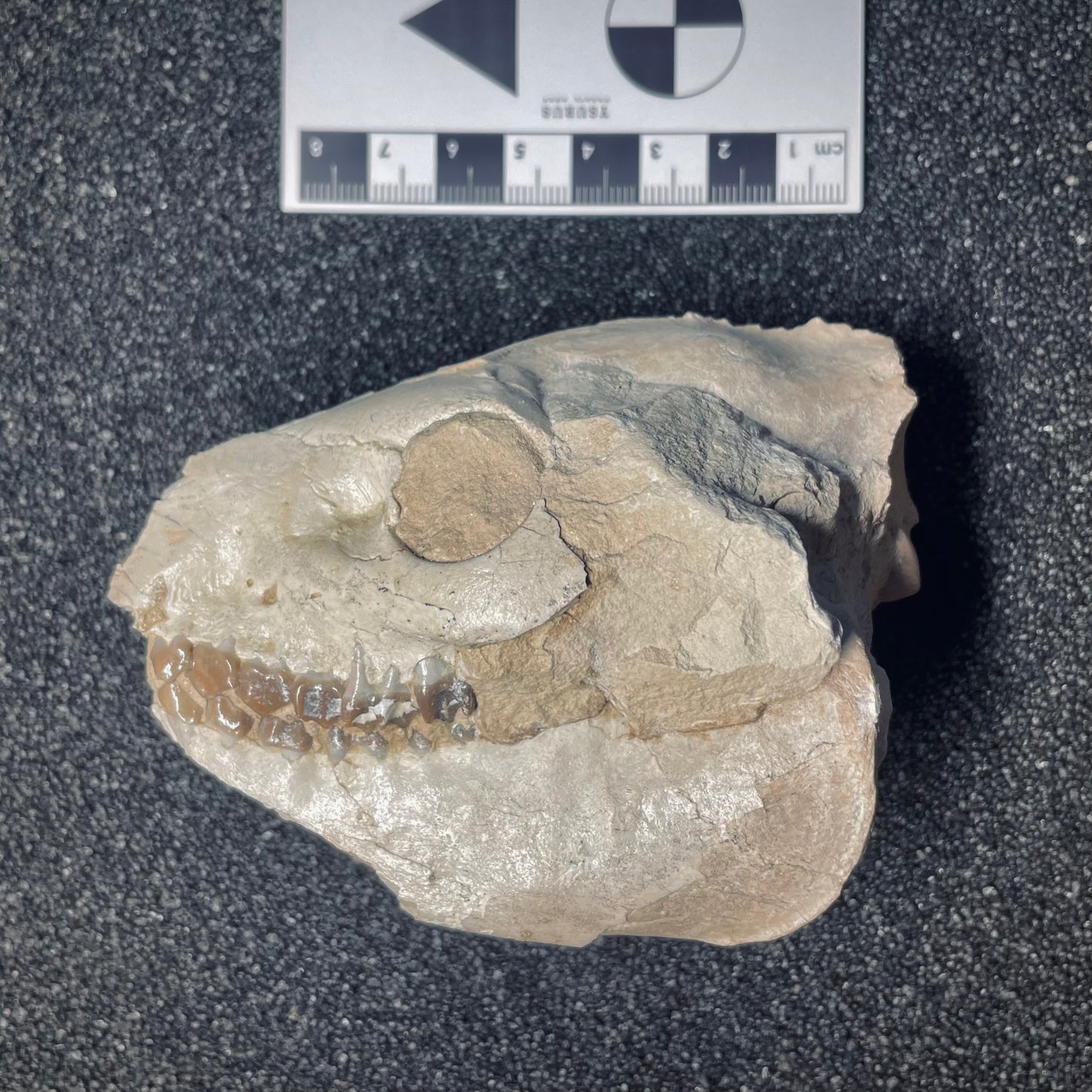 F1562 | Oreodonte | Merycoidodon sp.