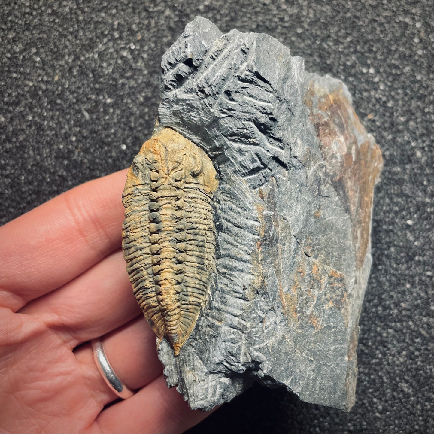 F1607 | Trilobite | Eodalmanitina macrophtalma
