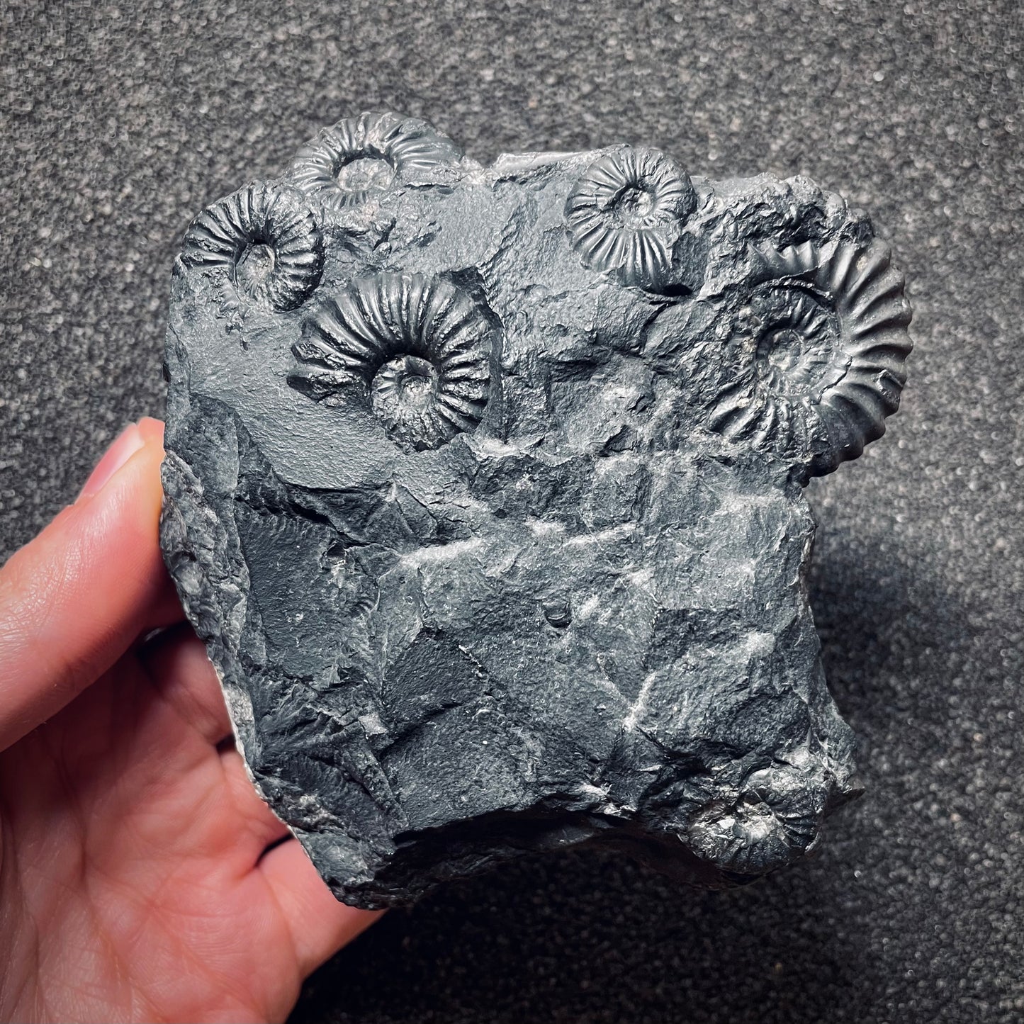 F1749 | Ammonite | Prolyelliceras sp.