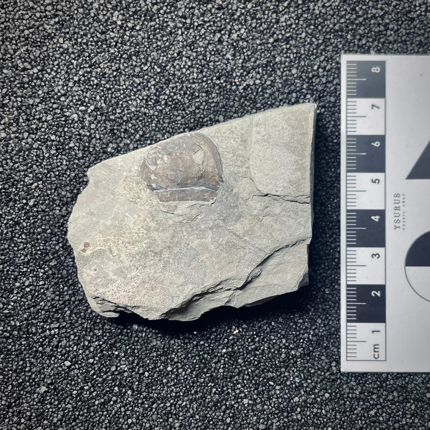 F1391 | Scorpione di mare | Eurypterus tetragonophtalmus