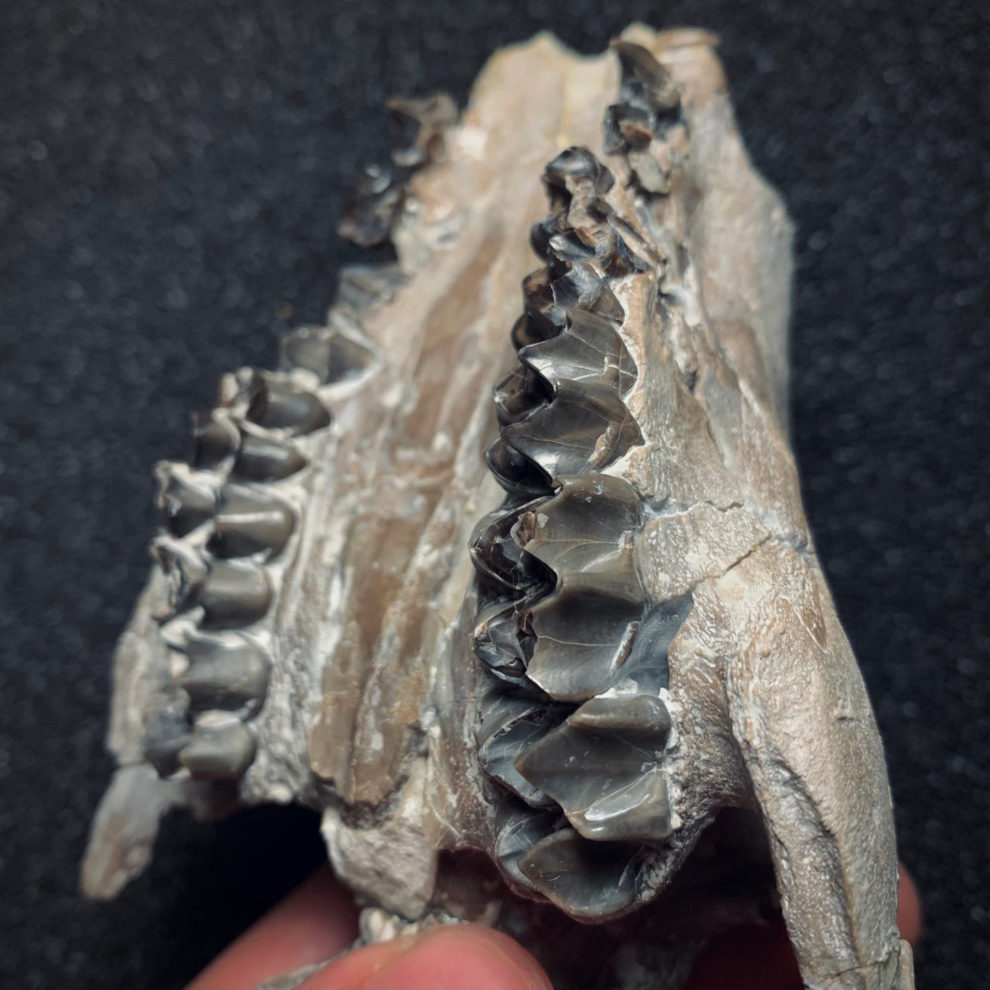 F370 | Oreodonte | Merycoidodon sp.