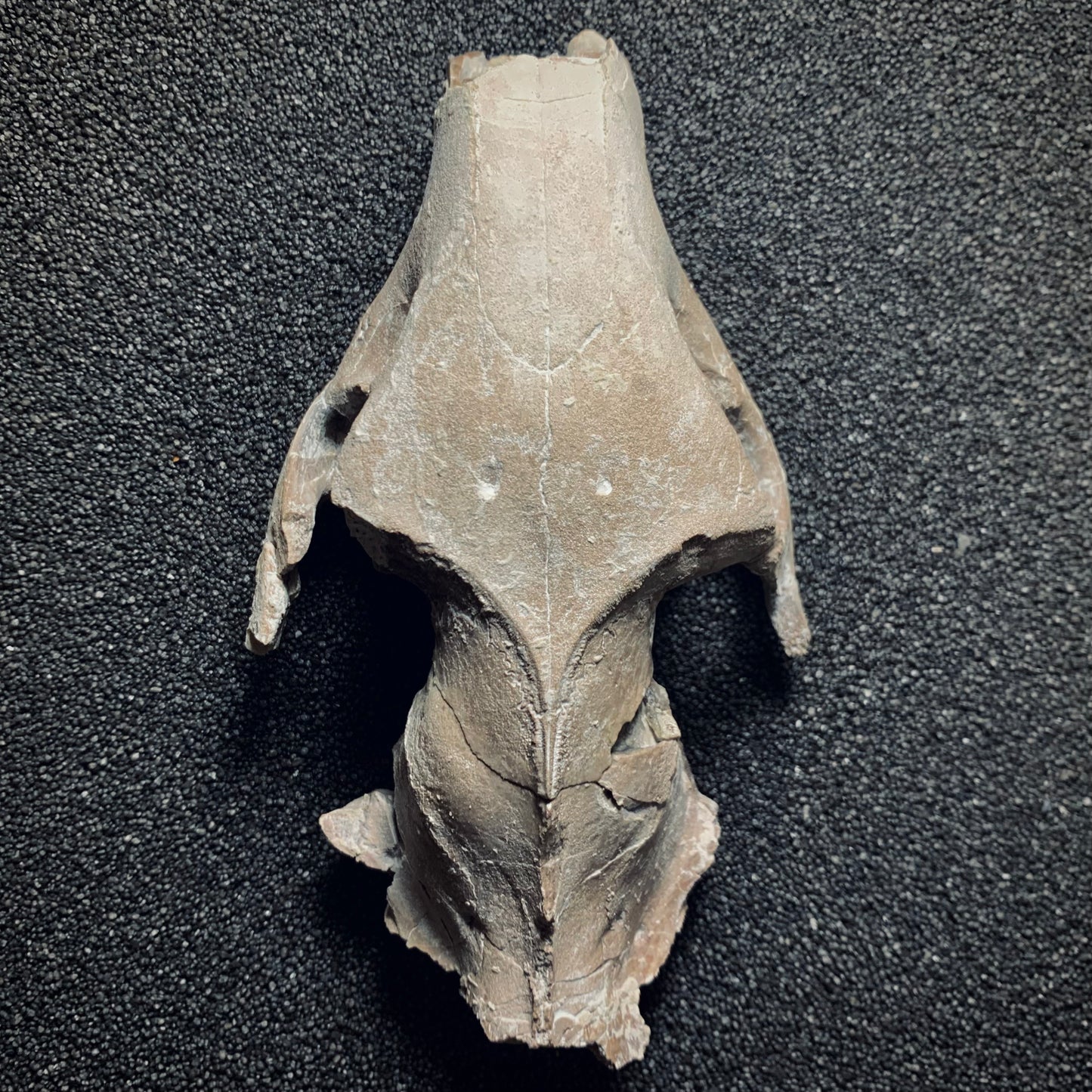 F370 | Oreodonte | Merycoidodon sp.
