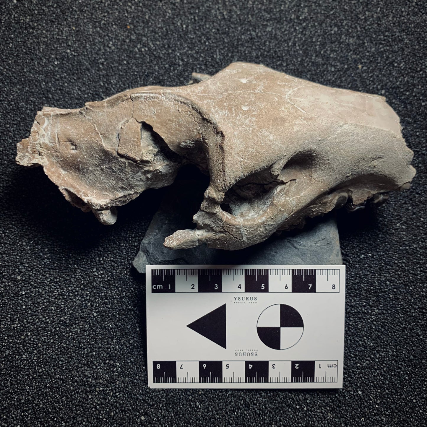 F370 | Oreodonte | Merycoidodon sp.