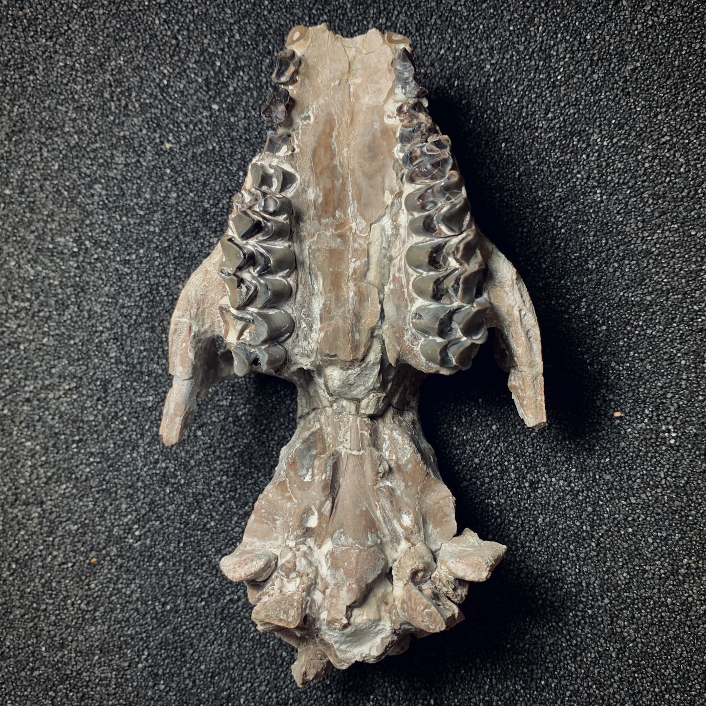 F370 | Oreodonte | Merycoidodon sp.