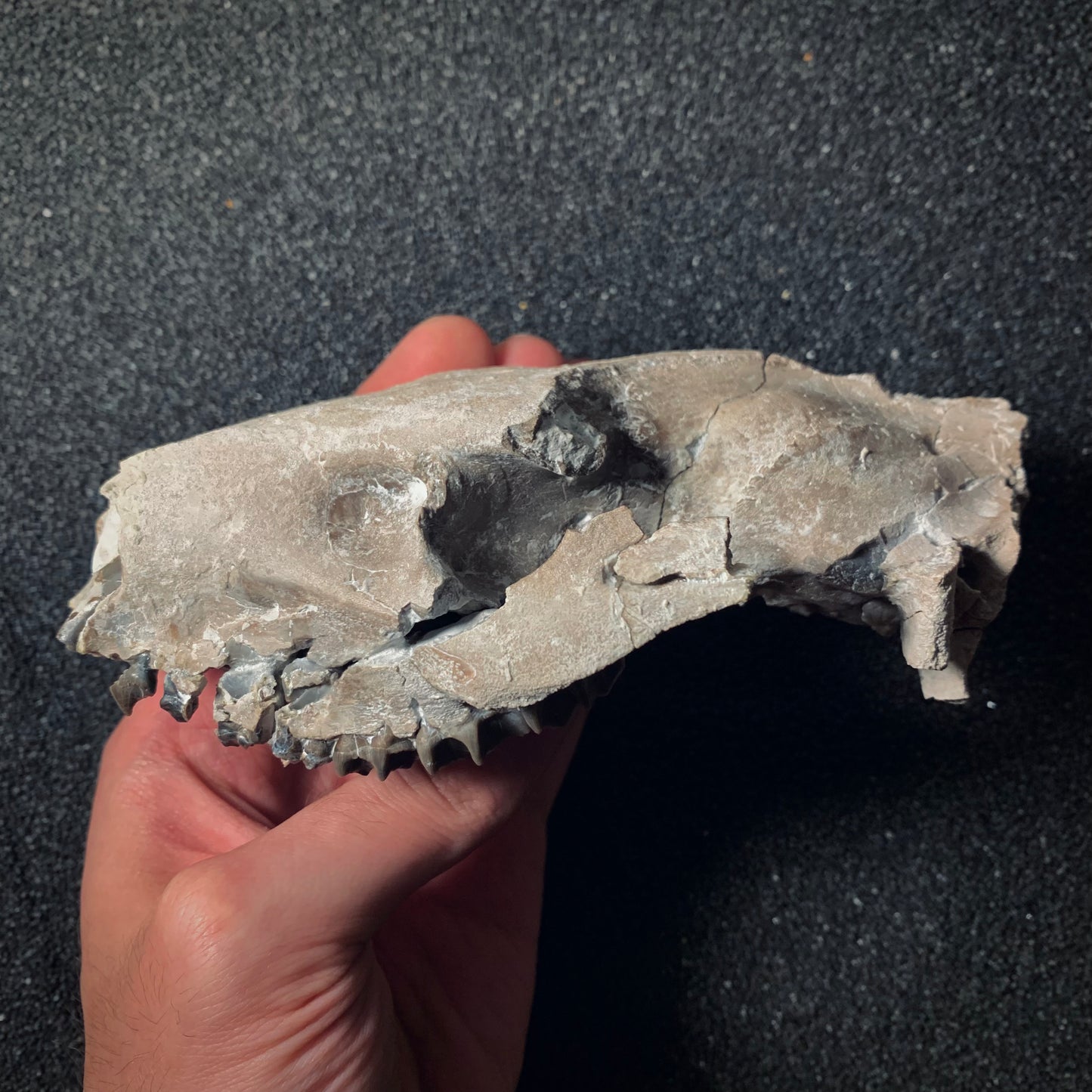 F370 | Oreodonte | Merycoidodon sp.