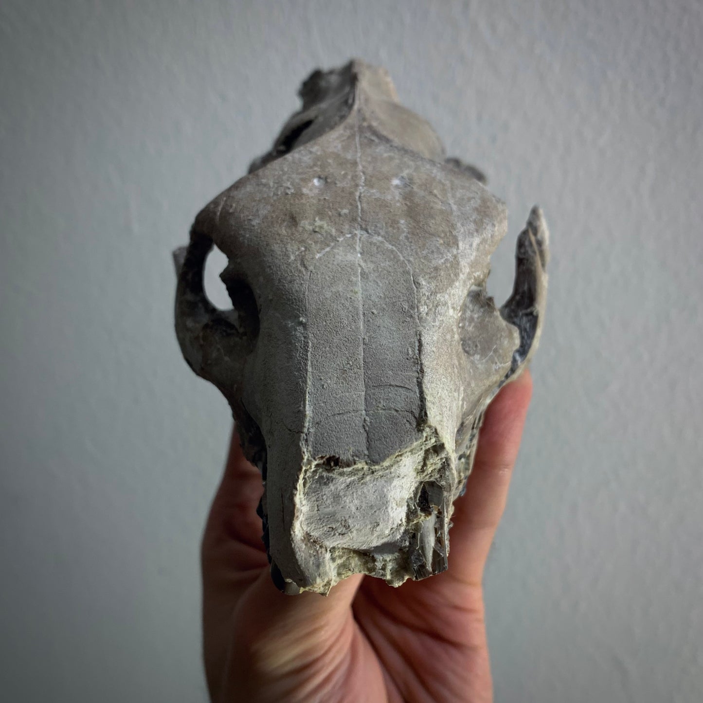 F370 | Oreodonte | Merycoidodon sp.