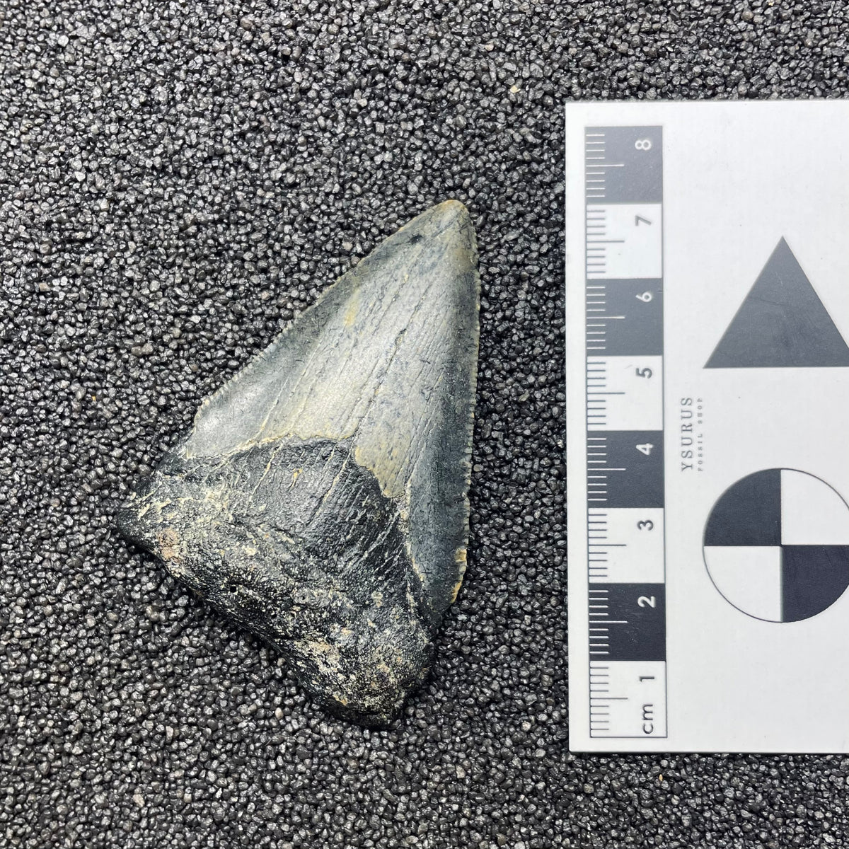 F3124 | Squalo | Otodus megalodon