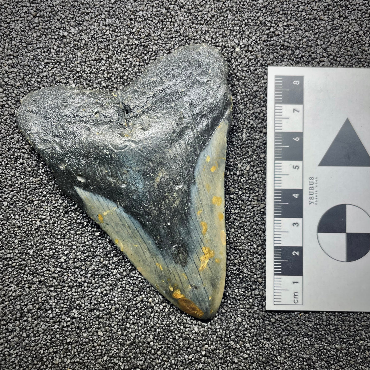 F3129 | Squalo | Otodus megalodon