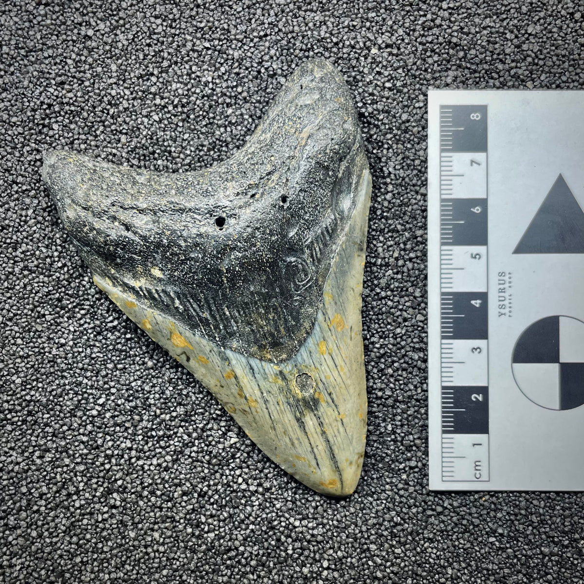 F3131 | Squalo | Otodus megalodon