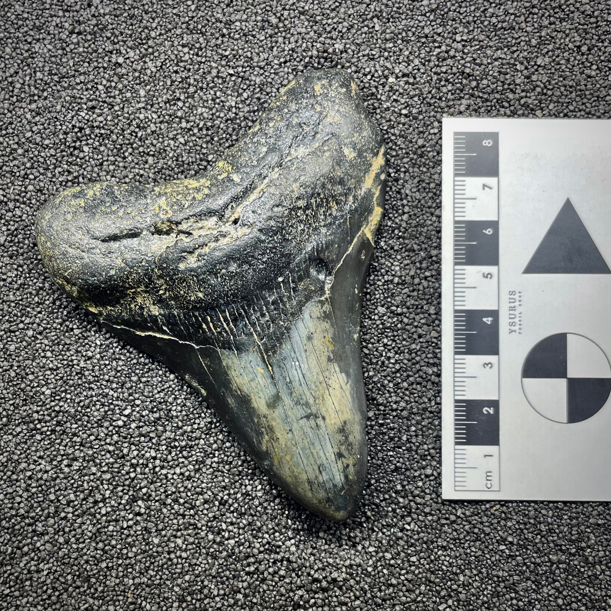 F3132 | Squalo | Otodus megalodon