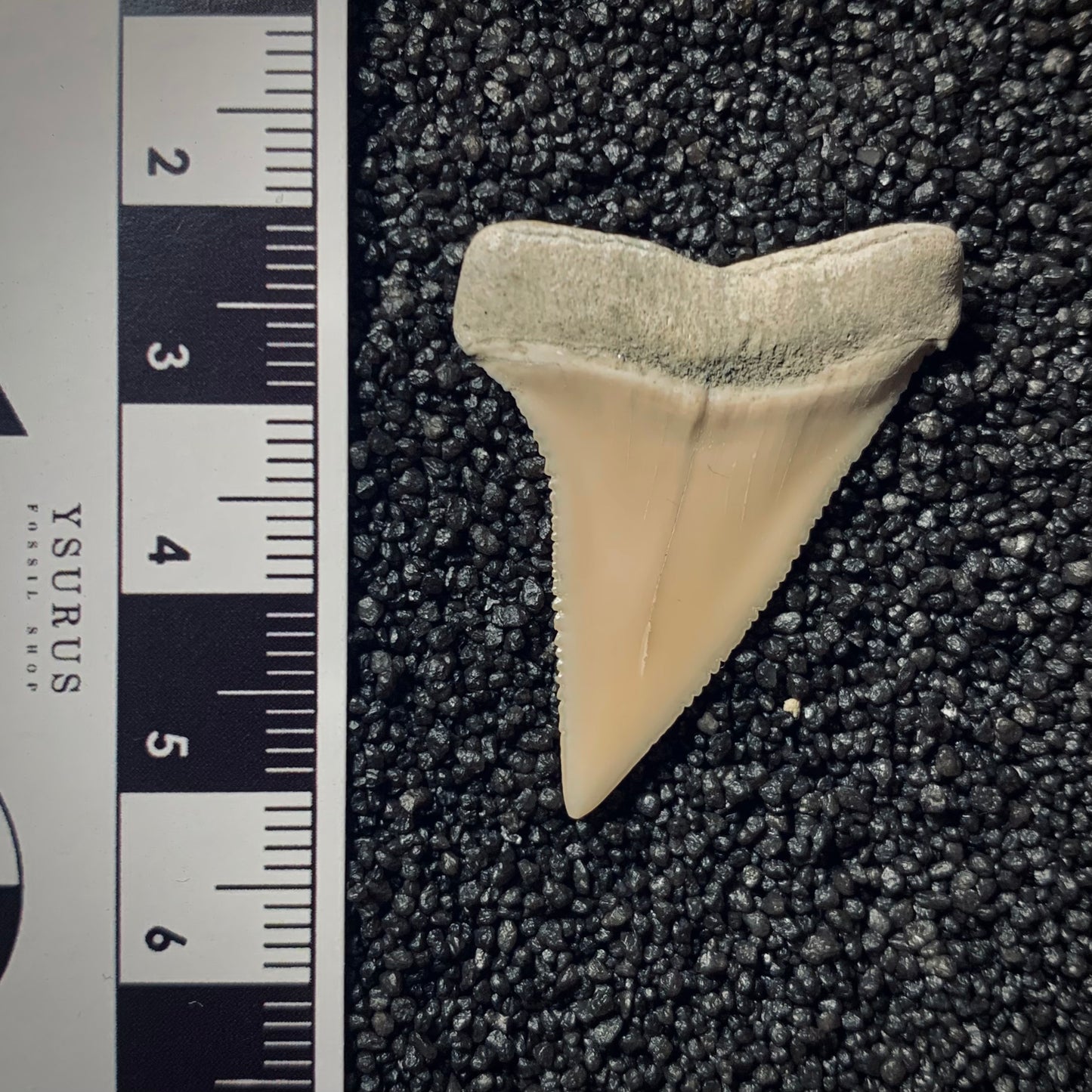 F292 | RARO | Squalo | Carcharodon hubbelli