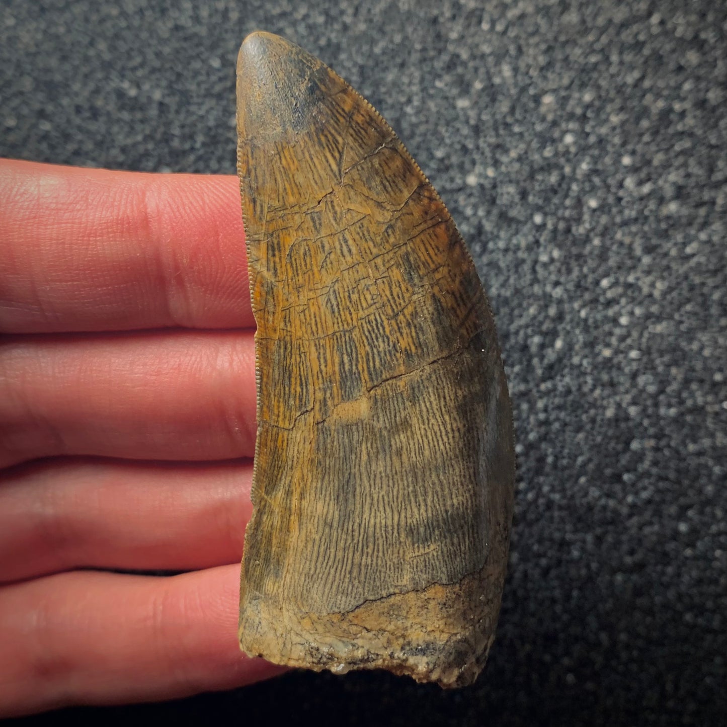F225 | Dinosauro | Carcharodontosaurus saharicus
