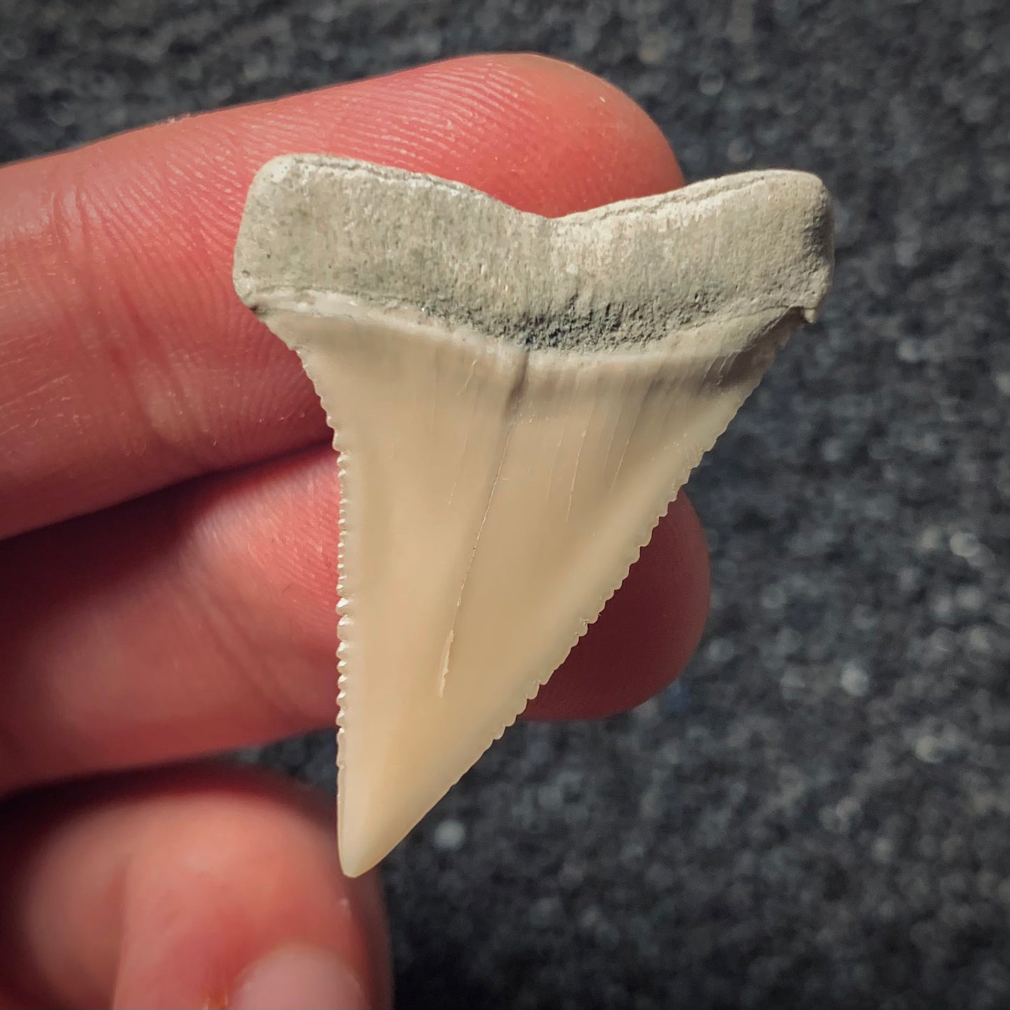 F292 | RARO | Squalo | Carcharodon hubbelli