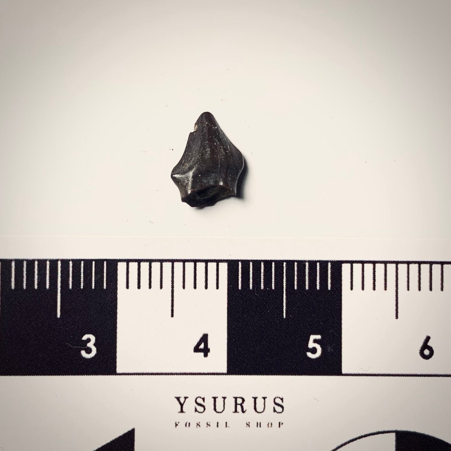 F241 | Dinosauro | Pachycephalosaurus sp.