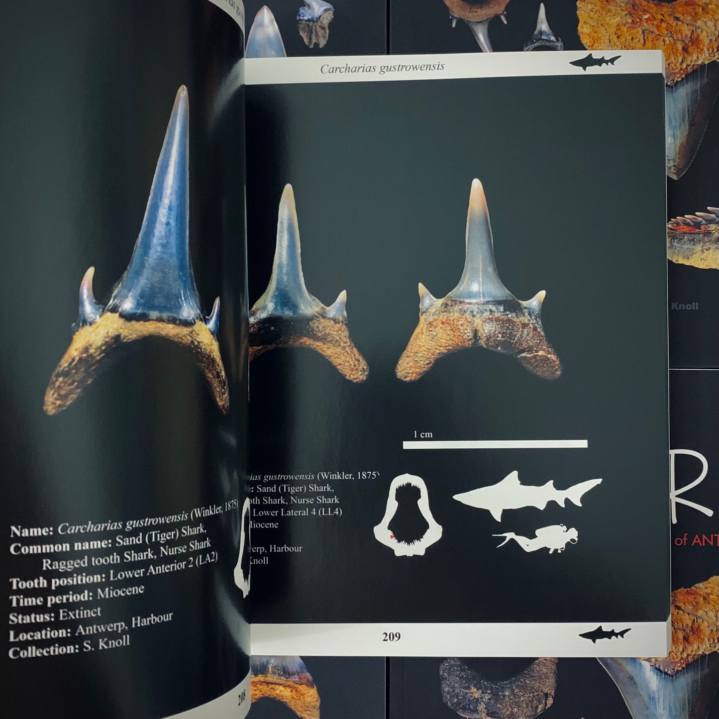 LP4 | Libro | Neogene Sharks of Antwerp