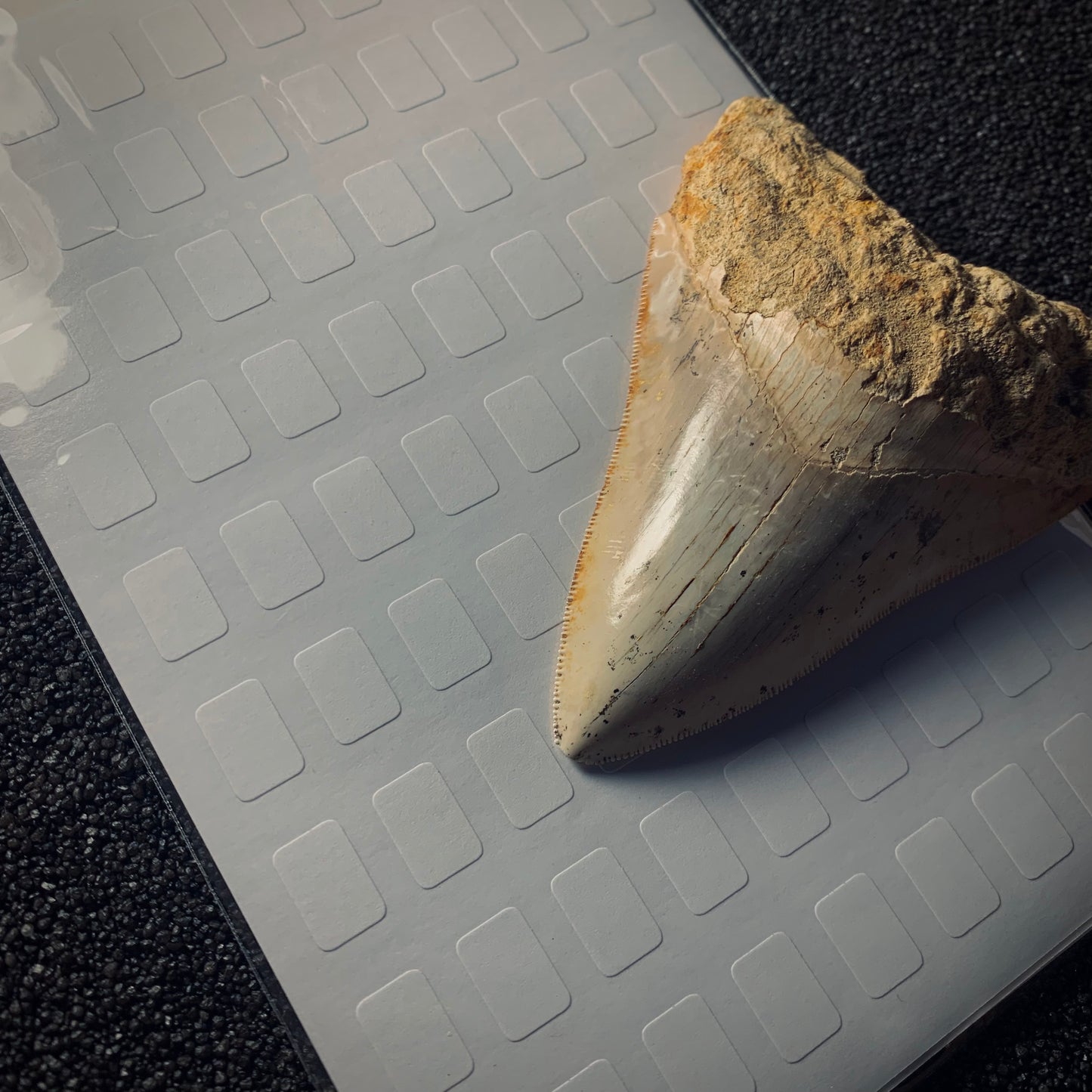 TER8 | 810 pz. | Etichette per fossili 12x8 mm