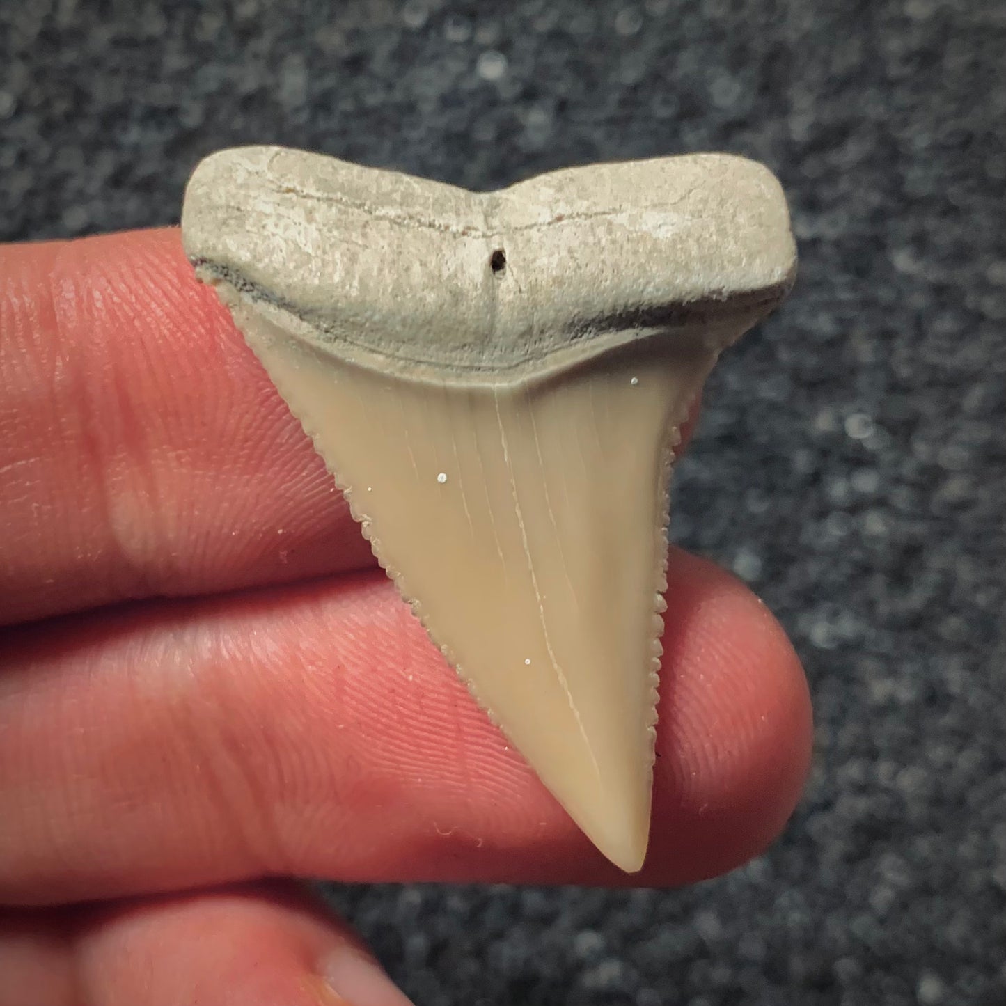 F292 | RARO | Squalo | Carcharodon hubbelli