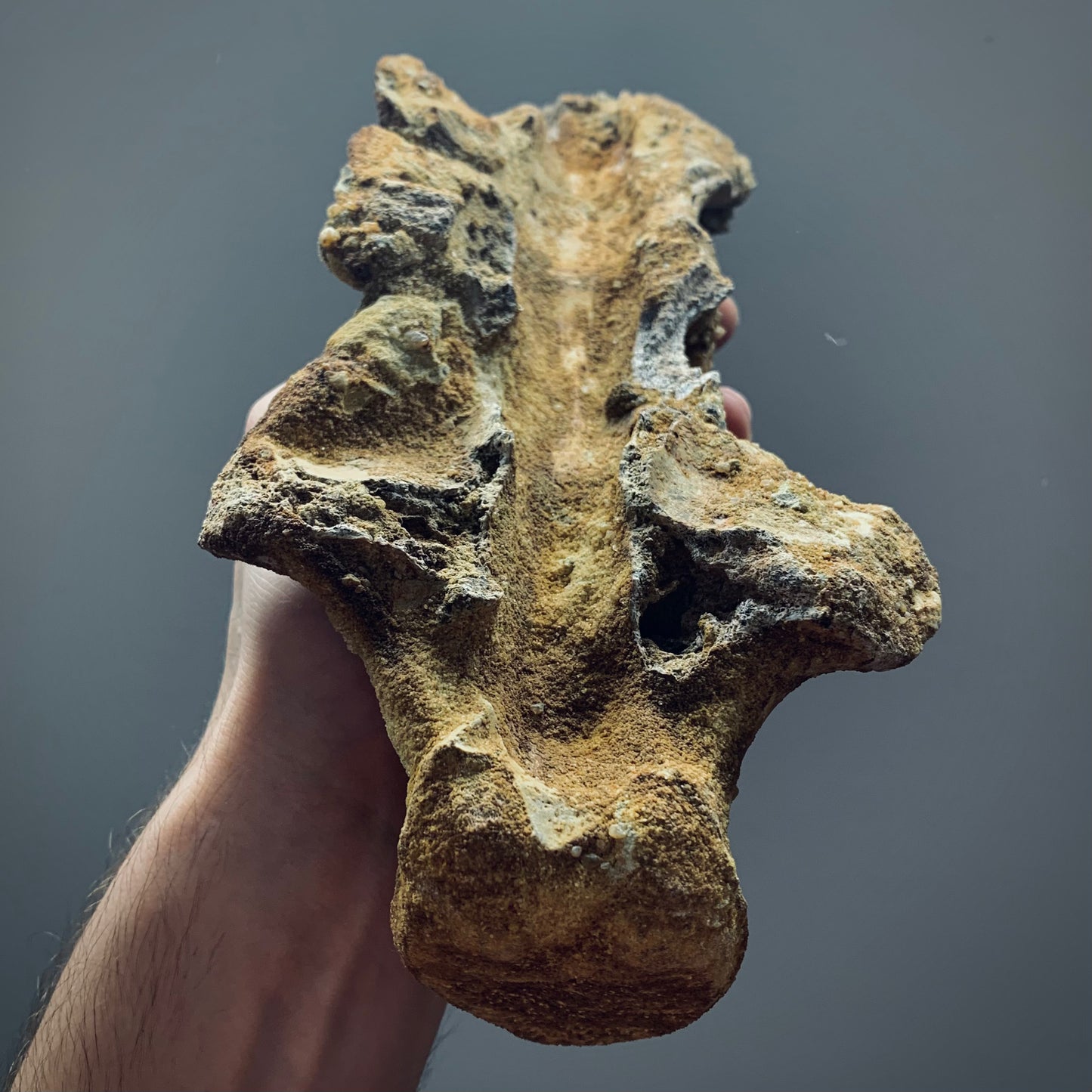 F229 | RARO | Dinosauro | Dinosauria indet.