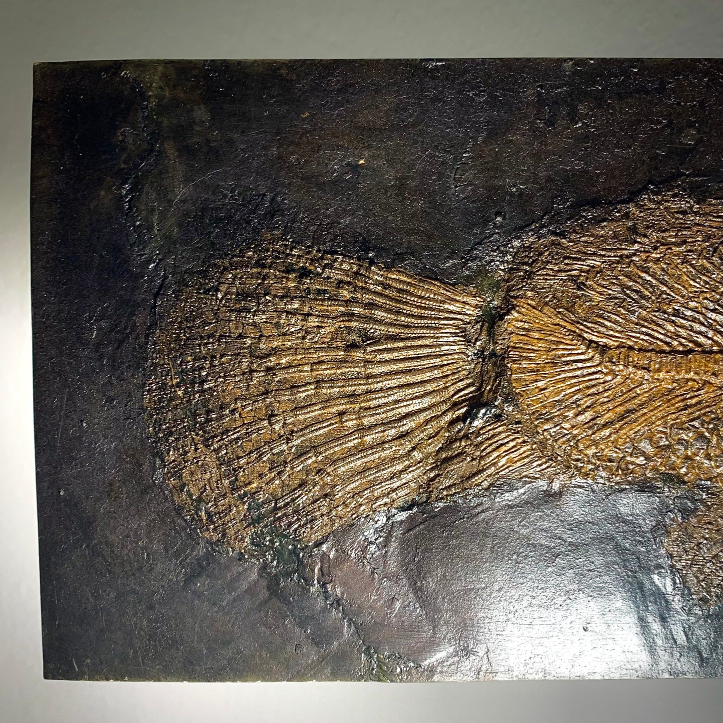 F81 | RARO | Pesce | Cyclurus kehreri