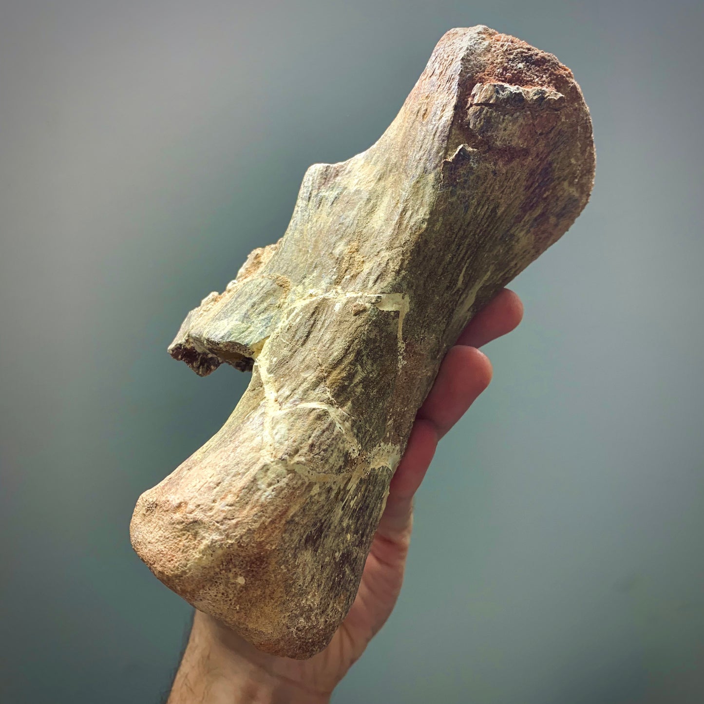 F40 | RARO | Dinosauro | Diplodocidae indet.