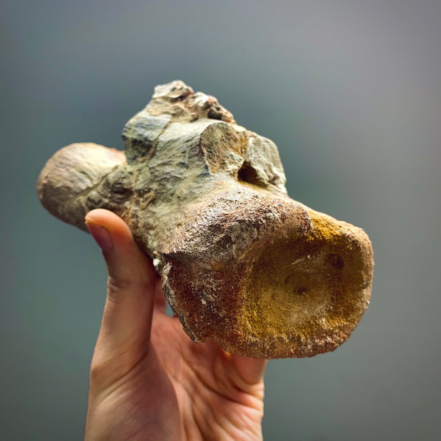 F40 | RARO | Dinosauro | Diplodocidae indet.