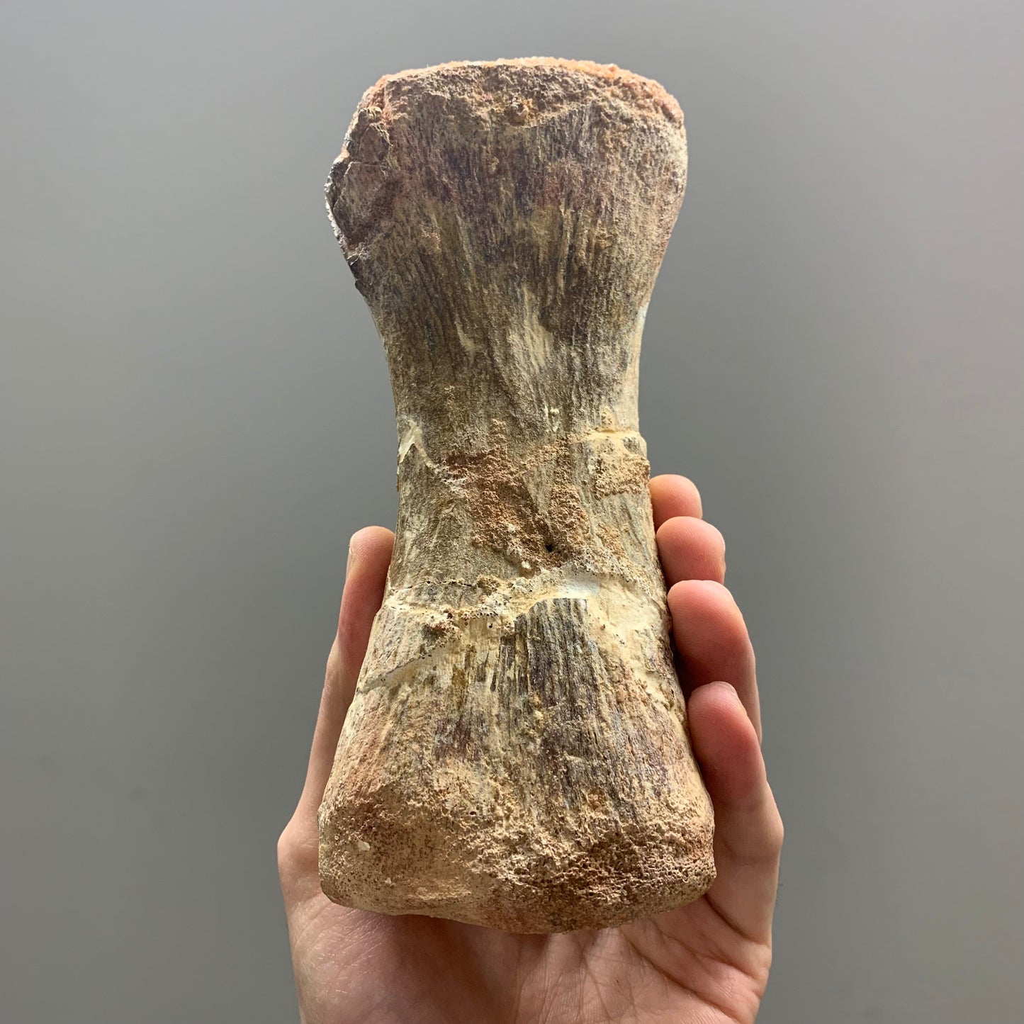 F40 | RARO | Dinosauro | Diplodocidae indet.