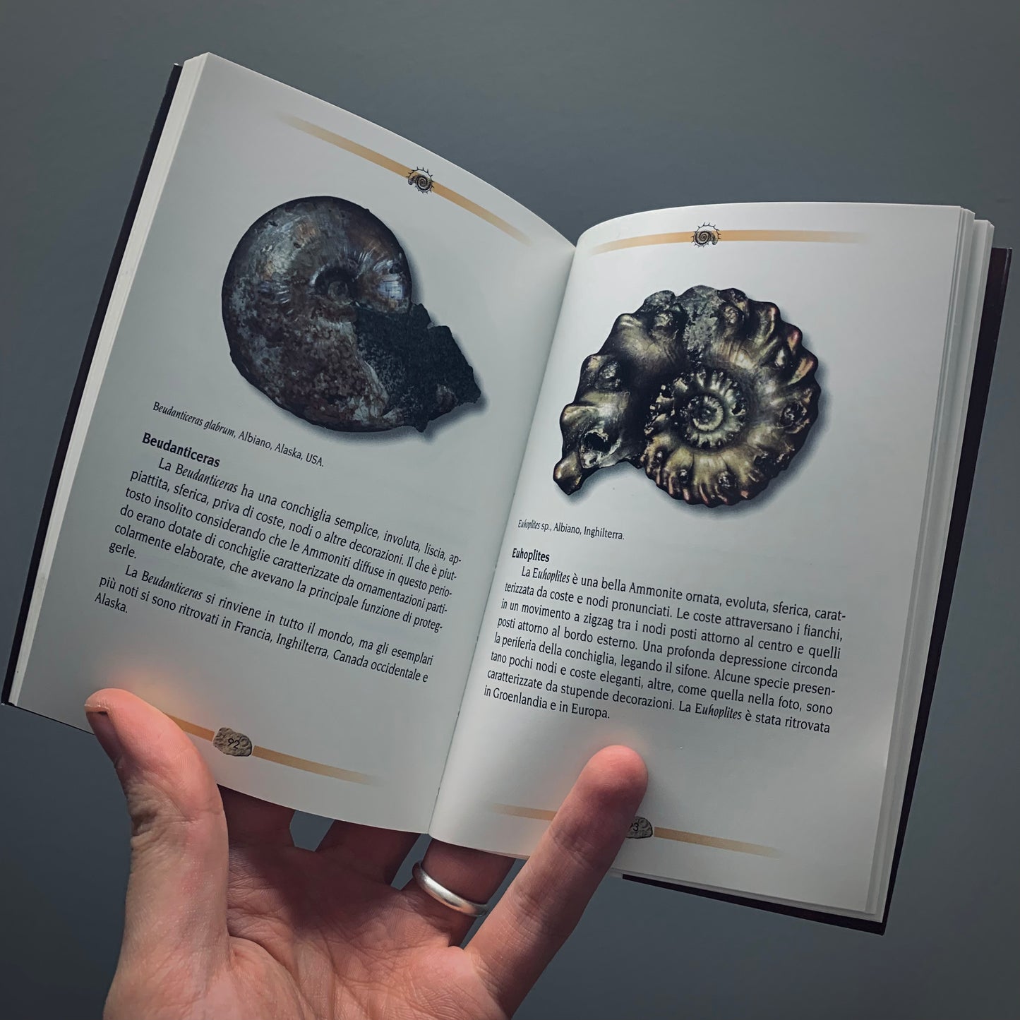 LP3 | Libro | I Misteri delle Ammoniti