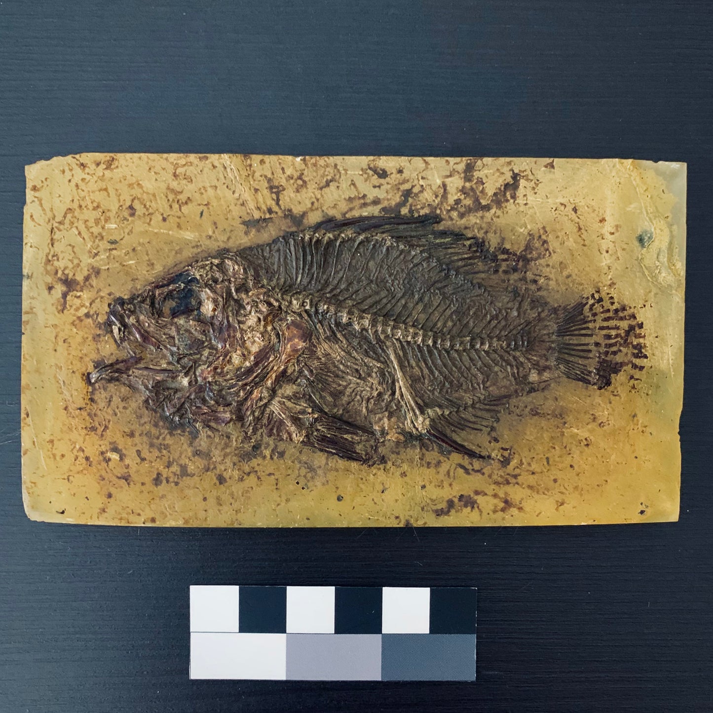 F79 | RARO | Pesce | Amphiperca multiformis