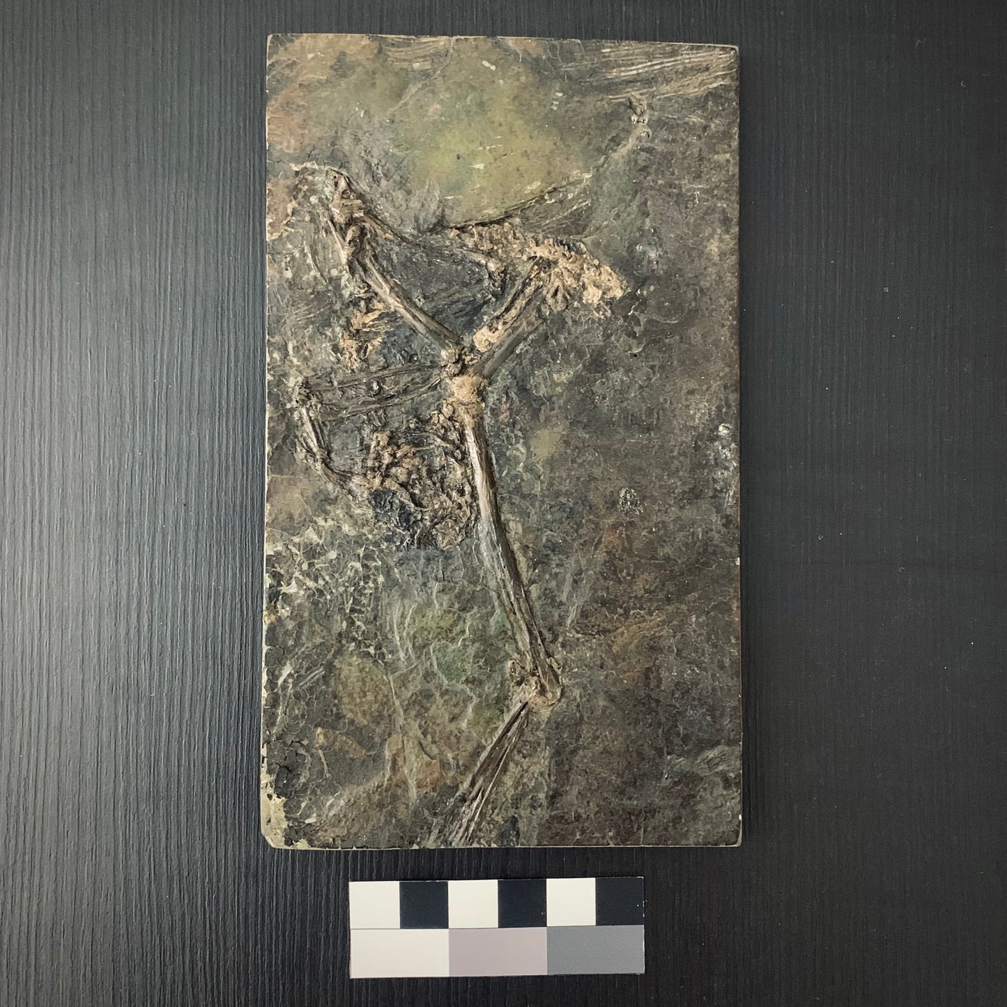F89 | RARO | Uccello | Aves indet.