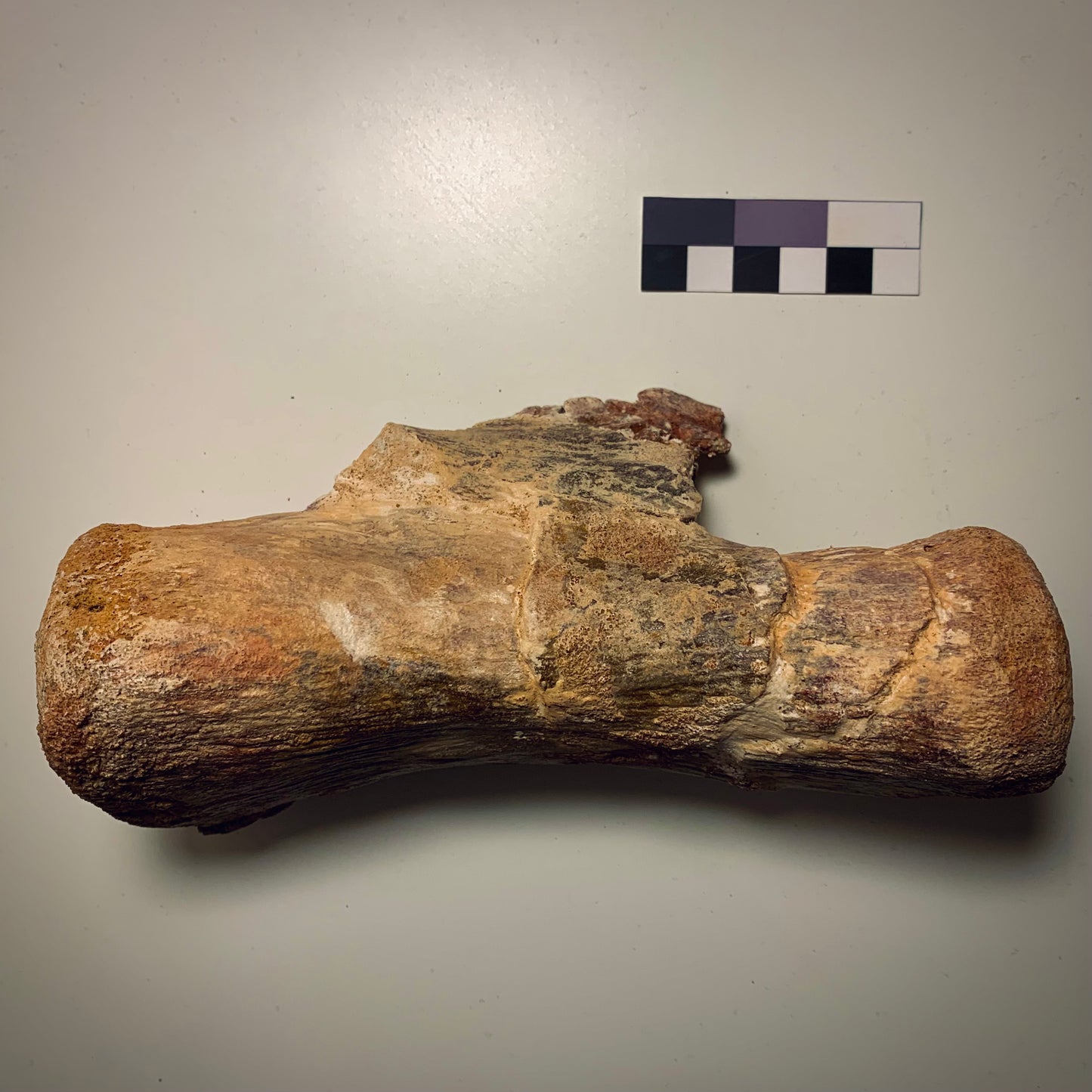 F40 | RARO | Dinosauro | Diplodocidae indet.