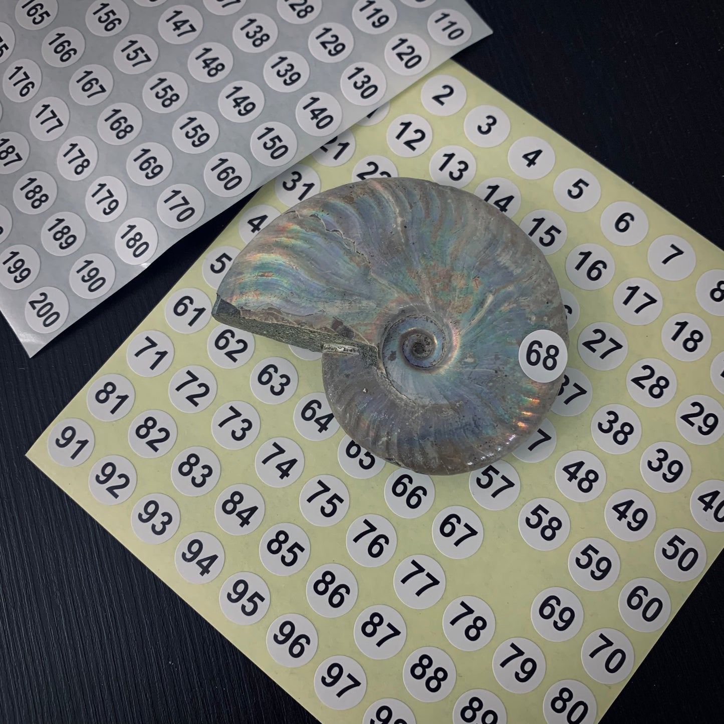 TE12 | 200 pz. | Etichette numerate per fossili 10 mm