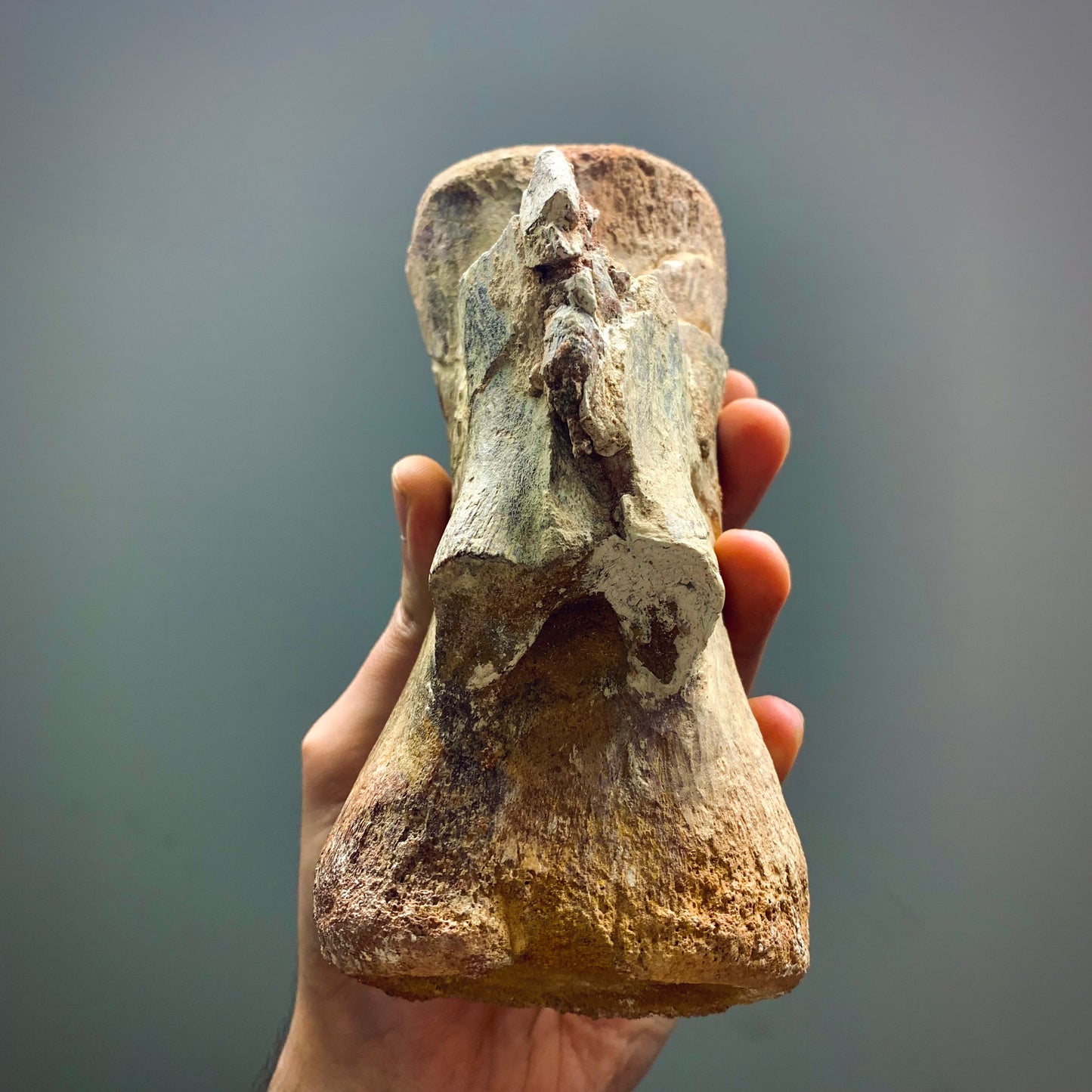 F40 | RARO | Dinosauro | Diplodocidae indet.