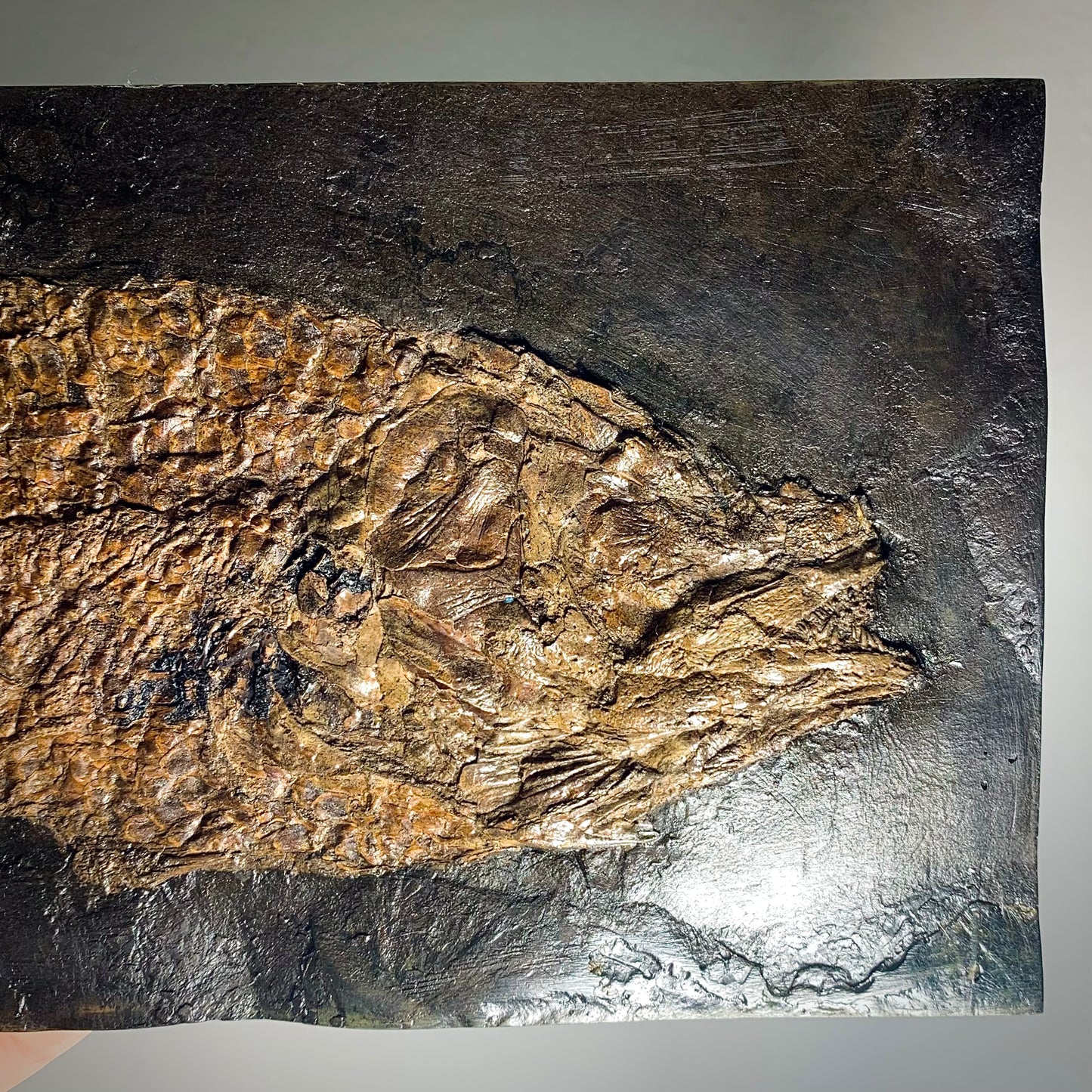 F81 | RARO | Pesce | Cyclurus kehreri