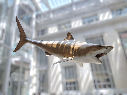 Megalodonte: il gigante dei mari