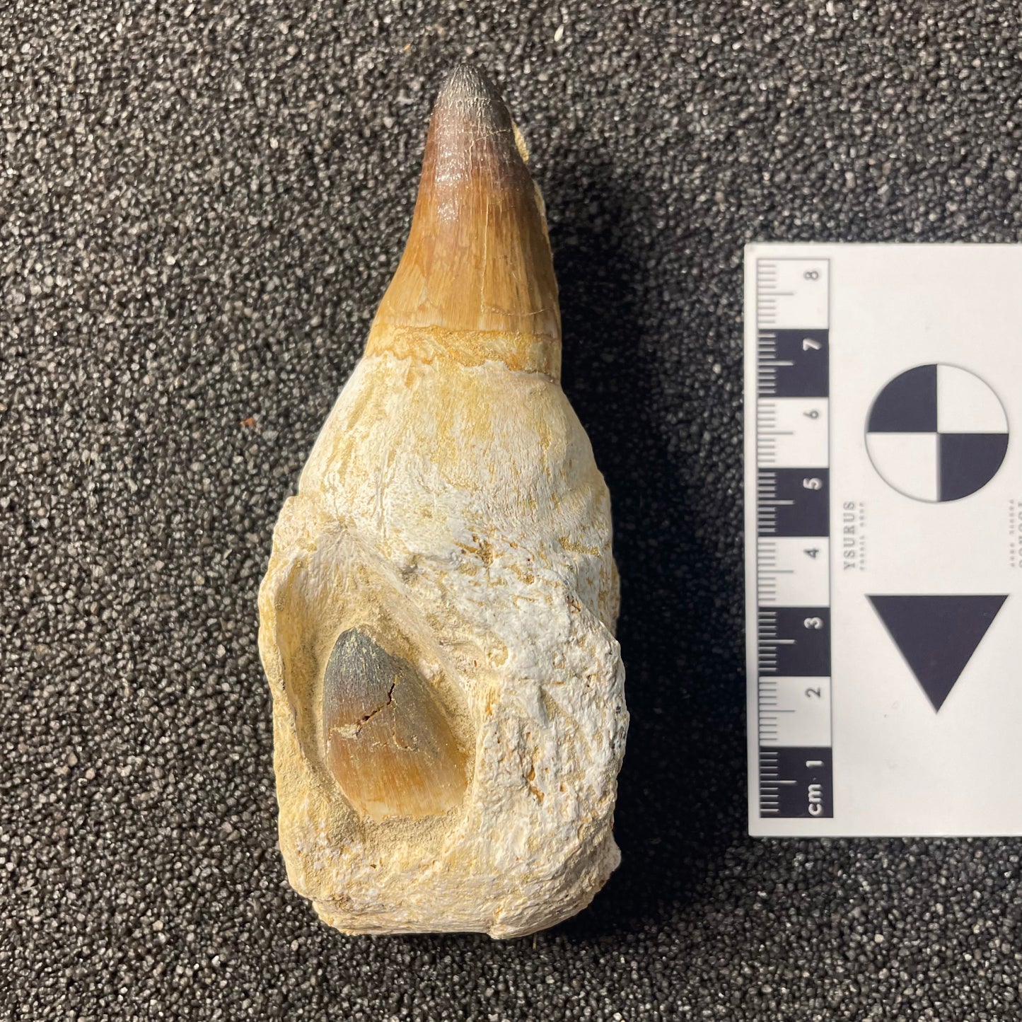 F2209 | Mosasauro | Prognathodon sp.