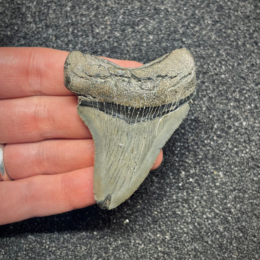 F2635 | Squalo | Otodus megalodon
